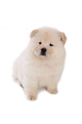 포토 JPG 스튜디오촬영 동물 척추동물 한마리 육지동물 반려견 포유류 사람없음 반려동물 개 강아지 차우차우 반려 국내포토 1 실내 파일형식