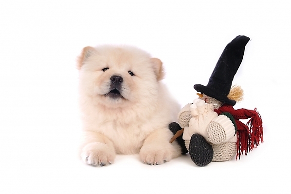 포토 JPG 스튜디오촬영 동물 척추동물 한마리 육지동물 반려견 인형 포유류 사람없음 반려동물 개 강아지 차우차우 반려 국내포토 1 실내 파일형식