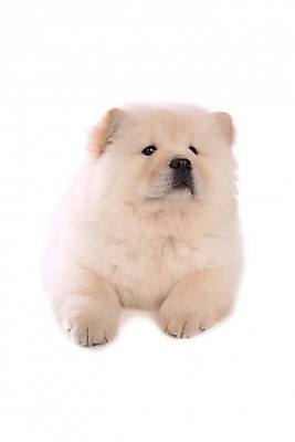 포토 JPG 스튜디오촬영 동물 척추동물 한마리 육지동물 반려견 포유류 사람없음 반려동물 개 강아지 차우차우 반려 국내포토 1 실내 파일형식