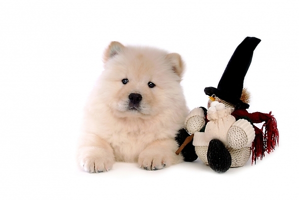 포토 JPG 스튜디오촬영 동물 척추동물 한마리 육지동물 반려견 인형 포유류 사람없음 반려동물 개 강아지 차우차우 반려 국내포토 1 실내 파일형식