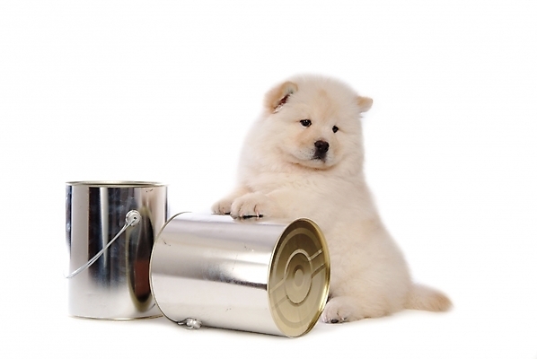 포토 JPG 스튜디오촬영 동물 척추동물 한마리 육지동물 반려견 포유류 사람없음 반려동물 페인트 캔 개 강아지 페인트통 차우차우 반려 국내포토 1 실내 통 파일형식