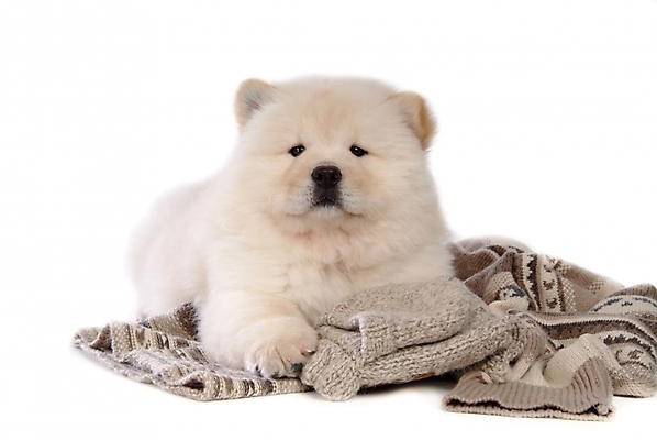 포토 JPG 스튜디오촬영 동물 척추동물 한마리 육지동물 반려견 포유류 사람없음 반려동물 이불 개 강아지 담요 차우차우 반려 국내포토 1 침구 실내 파일형식