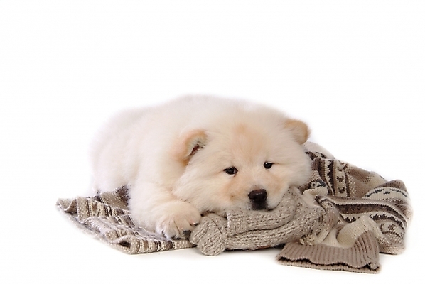 포토 JPG 스튜디오촬영 동물 척추동물 한마리 육지동물 반려견 포유류 사람없음 반려동물 이불 개 강아지 담요 차우차우 반려 국내포토 1 침구 실내 파일형식