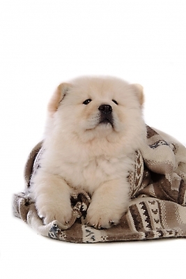 포토 JPG 스튜디오촬영 동물 척추동물 한마리 육지동물 반려견 포유류 사람없음 반려동물 이불 개 강아지 담요 차우차우 반려 국내포토 1 침구 실내 파일형식