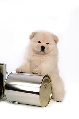 포토 JPG 스튜디오촬영 동물 척추동물 한마리 육지동물 반려견 포유류 사람없음 반려동물 페인트 캔 개 강아지 페인트통 차우차우 반려 국내포토 1 실내 통 파일형식