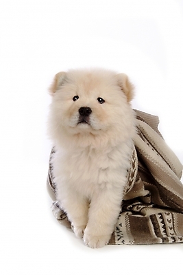 포토 JPG 스튜디오촬영 동물 척추동물 한마리 육지동물 반려견 포유류 사람없음 반려동물 이불 개 강아지 담요 차우차우 반려 국내포토 1 침구 실내 파일형식