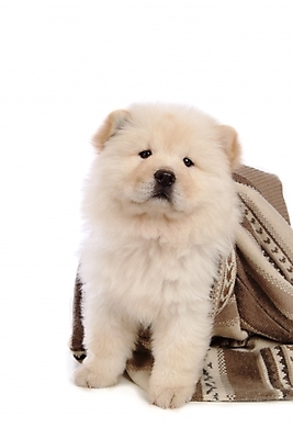 포토 JPG 스튜디오촬영 동물 척추동물 한마리 육지동물 반려견 포유류 사람없음 반려동물 이불 개 강아지 담요 차우차우 반려 국내포토 1 침구 실내 파일형식