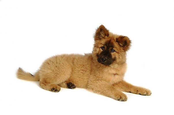 포토 JPG 스튜디오촬영 동물 척추동물 한마리 육지동물 반려견 포유류 사람없음 반려동물 개 강아지 차우차우 반려 국내포토 1 실내 파일형식