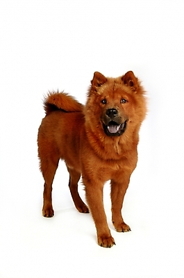 포토 JPG 스튜디오촬영 동물 척추동물 한마리 육지동물 반려견 포유류 사람없음 반려동물 개 강아지 차우차우 반려 국내포토 1 실내 파일형식