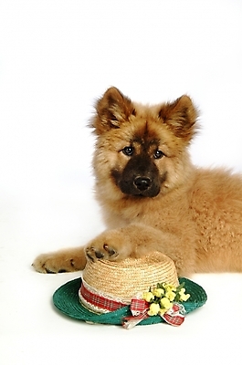 포토 JPG 스튜디오촬영 동물 척추동물 모자 한마리 육지동물 반려견 포유류 사람없음 반려동물 개 강아지 차우차우 반려 국내포토 1 잡화 실내 파일형식