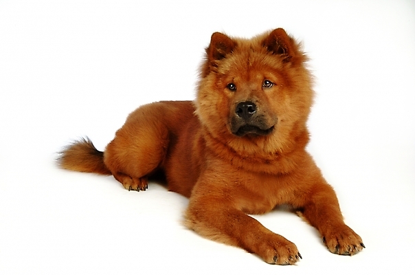 포토 JPG 스튜디오촬영 동물 척추동물 한마리 육지동물 반려견 포유류 사람없음 반려동물 개 강아지 차우차우 반려 국내포토 1 실내 파일형식