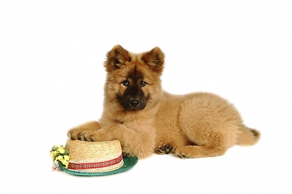 포토 JPG 스튜디오촬영 동물 척추동물 모자 한마리 육지동물 반려견 포유류 사람없음 반려동물 개 강아지 차우차우 반려 국내포토 1 잡화 실내 파일형식