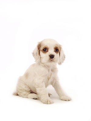 포토 JPG 스튜디오촬영 동물 척추동물 한마리 육지동물 반려견 포유류 사람없음 반려동물 코커스패니얼 스패니얼 개 강아지 반려 국내포토 1 실내 파일형식