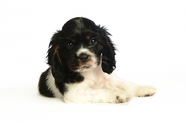 포토 JPG 스튜디오촬영 동물 척추동물 한마리 육지동물 반려견 포유류 사람없음 반려동물 코커스패니얼 스패니얼 개 강아지 아메리칸코커스패니얼 반려 국내포토 1 실내 파일형식