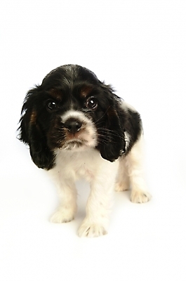 포토 JPG 스튜디오촬영 동물 척추동물 한마리 육지동물 반려견 포유류 사람없음 반려동물 코커스패니얼 스패니얼 개 강아지 아메리칸코커스패니얼 반려 국내포토 1 실내 파일형식