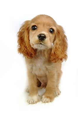 포토 JPG 스튜디오촬영 동물 척추동물 한마리 육지동물 반려견 포유류 사람없음 반려동물 코커스패니얼 스패니얼 개 강아지 반려 국내포토 1 실내 파일형식