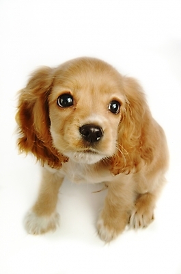 포토 JPG 스튜디오촬영 동물 척추동물 한마리 육지동물 반려견 포유류 사람없음 반려동물 코커스패니얼 스패니얼 개 강아지 반려 국내포토 1 실내 파일형식