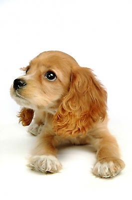 포토 JPG 스튜디오촬영 동물 척추동물 한마리 육지동물 반려견 포유류 사람없음 반려동물 코커스패니얼 스패니얼 개 강아지 반려 국내포토 1 실내 파일형식