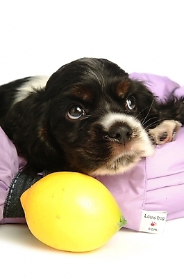 포토 JPG 스튜디오촬영 동물 척추동물 한마리 육지동물 열매 반려견 과일 포유류 사람없음 반려동물 코커스패니얼 스패니얼 개 강아지 레몬 아메리칸코커스패니얼 개집 반려 국내포토 식물 1 실내 애견용품 파일형식