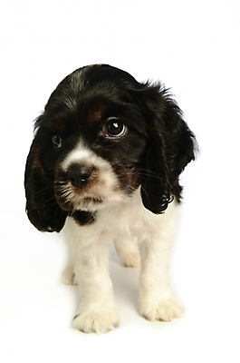 포토 JPG 스튜디오촬영 동물 척추동물 한마리 육지동물 반려견 포유류 사람없음 반려동물 코커스패니얼 스패니얼 개 강아지 아메리칸코커스패니얼 반려 국내포토 1 실내 파일형식