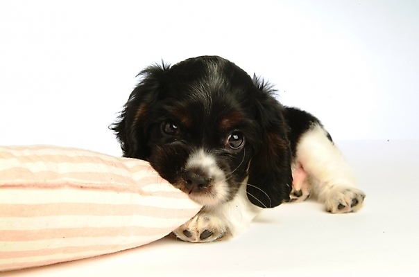 포토 JPG 스튜디오촬영 동물 척추동물 한마리 육지동물 반려견 쿠션 포유류 베개 사람없음 반려동물 코커스패니얼 스패니얼 개 강아지 아메리칸코커스패니얼 반려 국내포토 1 침구 실내 파일형식