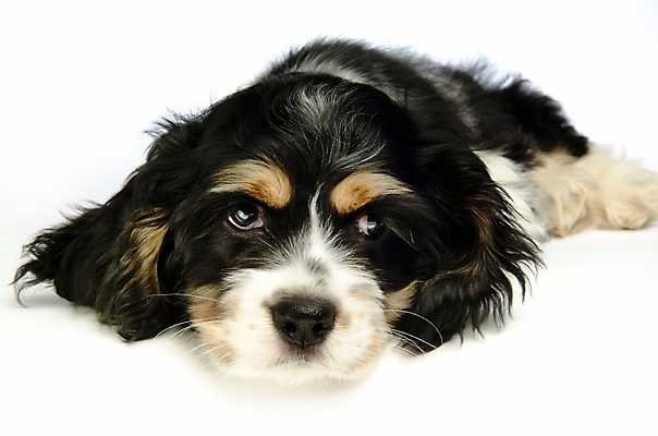 포토 JPG 스튜디오촬영 동물 척추동물 한마리 육지동물 반려견 포유류 사람없음 반려동물 코커스패니얼 스패니얼 개 강아지 아메리칸코커스패니얼 반려 국내포토 1 실내 파일형식