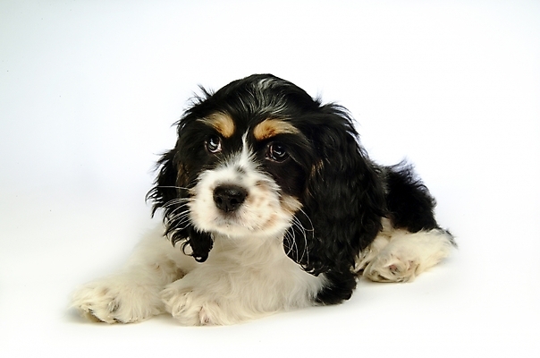 포토 JPG 스튜디오촬영 동물 척추동물 한마리 육지동물 반려견 포유류 사람없음 반려동물 코커스패니얼 스패니얼 개 강아지 아메리칸코커스패니얼 반려 국내포토 1 실내 파일형식