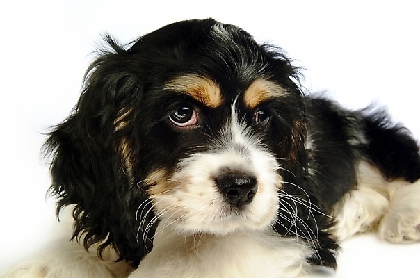 포토 JPG 스튜디오촬영 동물 척추동물 한마리 육지동물 반려견 포유류 사람없음 반려동물 코커스패니얼 스패니얼 개 강아지 아메리칸코커스패니얼 반려 국내포토 1 실내 파일형식