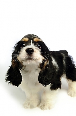 포토 JPG 스튜디오촬영 동물 척추동물 한마리 육지동물 반려견 포유류 사람없음 반려동물 코커스패니얼 스패니얼 개 강아지 아메리칸코커스패니얼 반려 국내포토 1 실내 파일형식