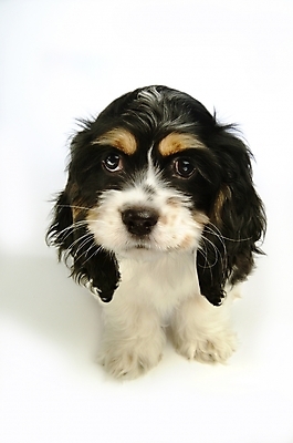 포토 JPG 스튜디오촬영 동물 척추동물 한마리 육지동물 반려견 포유류 사람없음 반려동물 코커스패니얼 스패니얼 개 강아지 아메리칸코커스패니얼 반려 국내포토 1 실내 파일형식