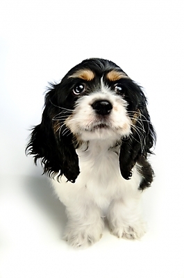 포토 JPG 스튜디오촬영 동물 척추동물 한마리 육지동물 반려견 포유류 사람없음 반려동물 코커스패니얼 스패니얼 개 강아지 아메리칸코커스패니얼 반려 국내포토 1 실내 파일형식