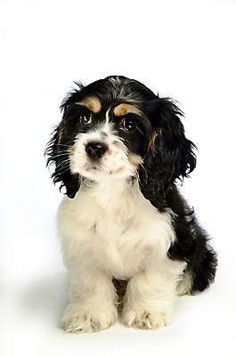 포토 JPG 스튜디오촬영 동물 척추동물 한마리 육지동물 반려견 포유류 사람없음 반려동물 코커스패니얼 스패니얼 개 강아지 아메리칸코커스패니얼 반려 국내포토 1 실내 파일형식