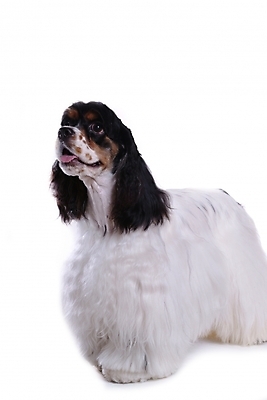 포토 JPG 스튜디오촬영 동물 척추동물 한마리 육지동물 반려견 포유류 사람없음 반려동물 코커스패니얼 스패니얼 개 강아지 아메리칸코커스패니얼 반려 국내포토 1 실내 파일형식