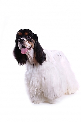 포토 JPG 스튜디오촬영 동물 척추동물 한마리 육지동물 반려견 포유류 사람없음 반려동물 코커스패니얼 스패니얼 개 강아지 아메리칸코커스패니얼 반려 국내포토 1 실내 파일형식