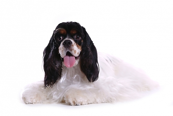 포토 JPG 스튜디오촬영 동물 척추동물 한마리 육지동물 반려견 포유류 사람없음 반려동물 코커스패니얼 스패니얼 개 강아지 아메리칸코커스패니얼 반려 국내포토 1 실내 파일형식