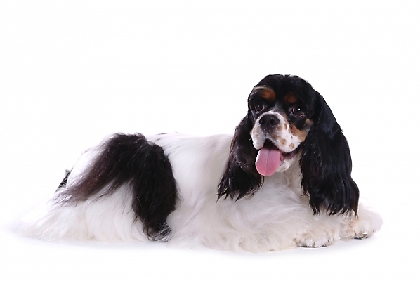 포토 JPG 스튜디오촬영 동물 척추동물 한마리 육지동물 반려견 포유류 사람없음 반려동물 코커스패니얼 스패니얼 개 강아지 아메리칸코커스패니얼 반려 국내포토 1 실내 파일형식