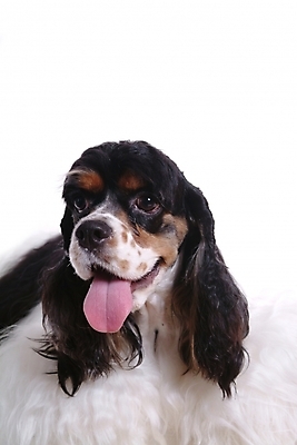 포토 JPG 스튜디오촬영 동물 척추동물 한마리 육지동물 반려견 포유류 사람없음 반려동물 코커스패니얼 스패니얼 개 강아지 아메리칸코커스패니얼 반려 국내포토 1 실내 파일형식