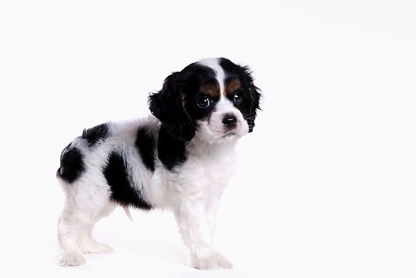 포토 JPG 스튜디오촬영 동물 척추동물 한마리 육지동물 반려견 포유류 사람없음 반려동물 코커스패니얼 스패니얼 개 강아지 아메리칸코커스패니얼 반려 국내포토 1 실내 파일형식