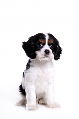 포토 JPG 스튜디오촬영 동물 척추동물 한마리 육지동물 반려견 포유류 사람없음 반려동물 코커스패니얼 스패니얼 개 강아지 아메리칸코커스패니얼 반려 국내포토 1 실내 파일형식