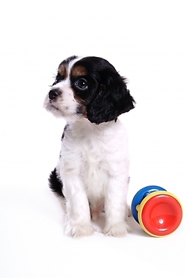 포토 JPG 스튜디오촬영 동물 척추동물 한마리 육지동물 반려견 포유류 사람없음 반려동물 장난감 놀이용품 코커스패니얼 스패니얼 개 강아지 아메리칸코커스패니얼 반려 국내포토 1 실내 오브젝트 파일형식