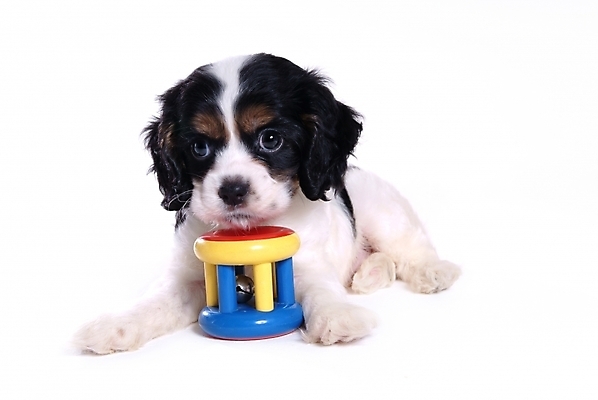 포토 JPG 스튜디오촬영 동물 척추동물 한마리 육지동물 반려견 포유류 사람없음 반려동물 장난감 놀이용품 코커스패니얼 스패니얼 개 강아지 아메리칸코커스패니얼 반려 국내포토 1 실내 오브젝트 파일형식