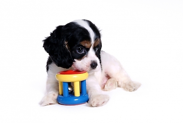 포토 JPG 스튜디오촬영 동물 척추동물 한마리 육지동물 반려견 포유류 사람없음 반려동물 장난감 놀이용품 코커스패니얼 스패니얼 개 강아지 아메리칸코커스패니얼 반려 국내포토 1 실내 오브젝트 파일형식