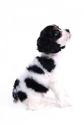 포토 JPG 스튜디오촬영 동물 척추동물 한마리 육지동물 반려견 포유류 사람없음 반려동물 코커스패니얼 스패니얼 개 강아지 아메리칸코커스패니얼 반려 국내포토 1 실내 파일형식