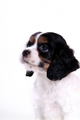 포토 JPG 스튜디오촬영 동물 척추동물 한마리 육지동물 반려견 포유류 사람없음 반려동물 코커스패니얼 스패니얼 개 강아지 아메리칸코커스패니얼 반려 국내포토 1 실내 파일형식