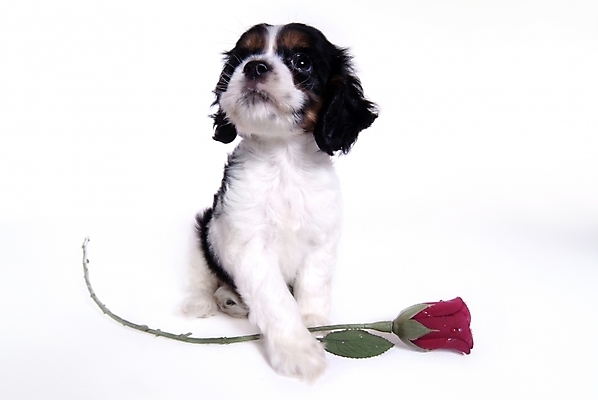 포토 JPG 스튜디오촬영 식물 동물 척추동물 한마리 육지동물 꽃 반려견 포유류 사람없음 반려동물 장미 코커스패니얼 스패니얼 개 강아지 아메리칸코커스패니얼 반려 국내포토 1 실내 파일형식