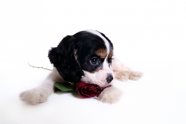 포토 JPG 스튜디오촬영 식물 동물 척추동물 한마리 육지동물 꽃 반려견 포유류 사람없음 반려동물 장미 코커스패니얼 스패니얼 개 강아지 아메리칸코커스패니얼 반려 국내포토 1 실내 파일형식