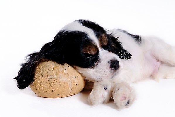 포토 JPG 스튜디오촬영 동물 척추동물 한마리 육지동물 반려견 포유류 사람없음 반려동물 코커스패니얼 스패니얼 개 강아지 아메리칸코커스패니얼 반려 국내포토 1 실내 파일형식