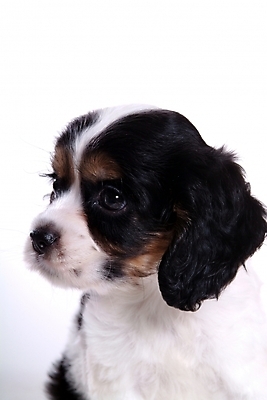 포토 JPG 스튜디오촬영 동물 척추동물 한마리 육지동물 반려견 포유류 사람없음 반려동물 코커스패니얼 스패니얼 개 강아지 아메리칸코커스패니얼 반려 국내포토 1 실내 파일형식