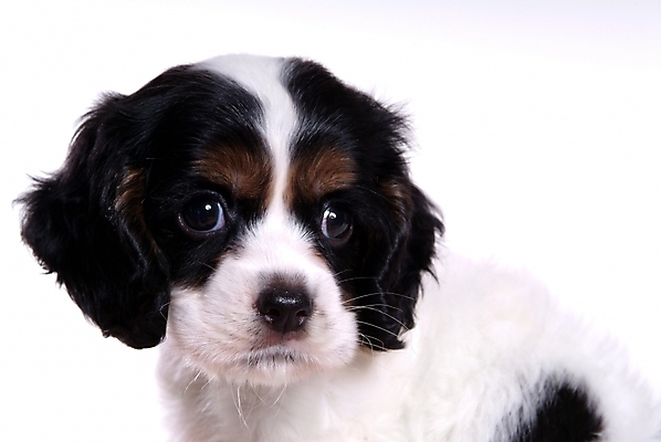 포토 JPG 스튜디오촬영 동물 척추동물 한마리 육지동물 반려견 포유류 사람없음 반려동물 코커스패니얼 스패니얼 개 강아지 아메리칸코커스패니얼 반려 국내포토 1 실내 파일형식