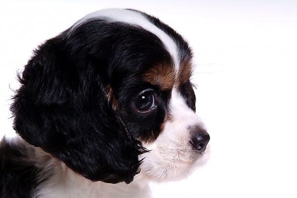 포토 JPG 스튜디오촬영 동물 척추동물 한마리 육지동물 반려견 포유류 사람없음 반려동물 코커스패니얼 스패니얼 개 강아지 아메리칸코커스패니얼 반려 국내포토 1 실내 파일형식